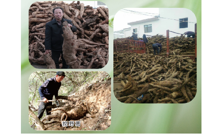 一勺野生葛根粉里的「古今對話」，從古籍記載到現(xiàn)代餐桌的清涼傳承