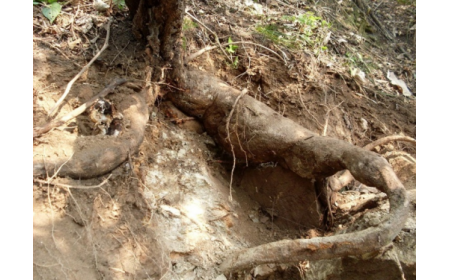 葛根粉：認(rèn)準(zhǔn) 10 年黃金期，拒絕 “年份噱頭”