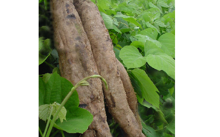 葛粉是什么？解鎖這份藏著千年文化與養(yǎng)生智慧的天然食材