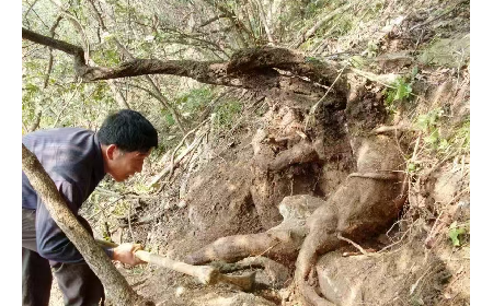 藏在隨州深山里的自然饋禮：二月風(fēng)有機(jī)野生葛根粉，守護(hù)孩子純粹成長