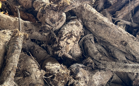 二月風有機野生葛根粉：喚醒東方食材的時令智慧