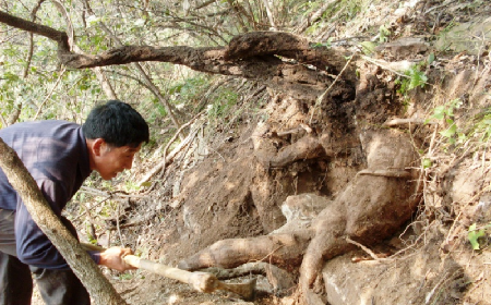 深山藏珍，二月風(fēng)正在大量收購(gòu)寒冬野生葛根
